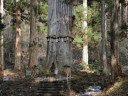 羽黒山-樹齢1000年の爺杉　3
