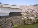 霞城公園と桜　1