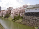霞城公園と桜　2