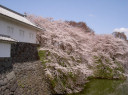 霞城公園と桜　3