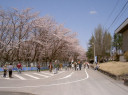 霞城公園と桜　8