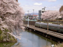霞城公園と桜　9