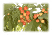 �������ڂ̔̔�